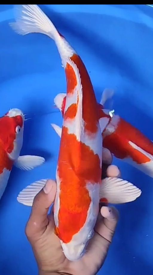 Lelang Koi Online, Jual Beli Ikan Koi, Pusat Jual Beli Koi, Info Lelang Koi Hari Ini, Platform Jual Beli Koi, Jual Beli Ikan Koi Online, Marketplace Ikan Koi, Jual Koi Terbaik, Tempat Beli Koi Berkualitas, Pasar Ikan Koi Online Terpercaya, Penjual Ikan Koi Terpercaya, Beli Koi Hias Online, Ikan Koi untuk Dijual, Koi Kualitas Terbaik, Toko Online Ikan Koi, Koi Hias Untuk Dijual, Jual Beli Ikan Koi Lokal, Koi Indonesia Online, Pusat Jual Beli Koi Terbesar