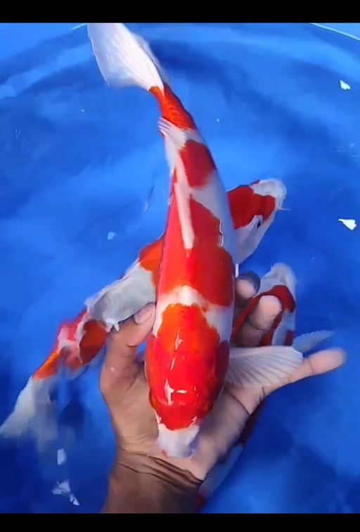 Lelang Koi Online, Jual Beli Ikan Koi, Pusat Jual Beli Koi, Info Lelang Koi Hari Ini, Platform Jual Beli Koi, Jual Beli Ikan Koi Online, Marketplace Ikan Koi, Jual Koi Terbaik, Tempat Beli Koi Berkualitas, Pasar Ikan Koi Online Terpercaya, Penjual Ikan Koi Terpercaya, Beli Koi Hias Online, Ikan Koi untuk Dijual, Koi Kualitas Terbaik, Toko Online Ikan Koi, Koi Hias Untuk Dijual, Jual Beli Ikan Koi Lokal, Koi Indonesia Online, Pusat Jual Beli Koi Terbesar