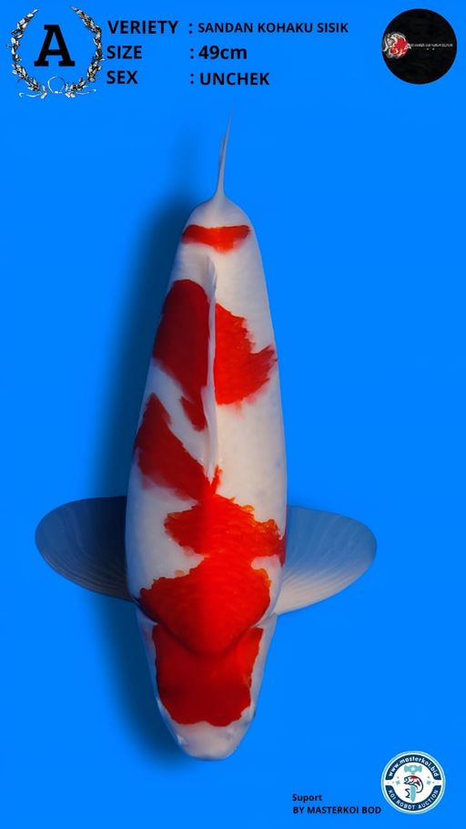 Lelang Koi Online, Jual Beli Ikan Koi, Pusat Jual Beli Koi, Info Lelang Koi Hari Ini, Platform Jual Beli Koi, Jual Beli Ikan Koi Online, Marketplace Ikan Koi, Jual Koi Terbaik, Tempat Beli Koi Berkualitas, Pasar Ikan Koi Online Terpercaya, Penjual Ikan Koi Terpercaya, Beli Koi Hias Online, Ikan Koi untuk Dijual, Koi Kualitas Terbaik, Toko Online Ikan Koi, Koi Hias Untuk Dijual, Jual Beli Ikan Koi Lokal, Koi Indonesia Online, Pusat Jual Beli Koi Terbesar