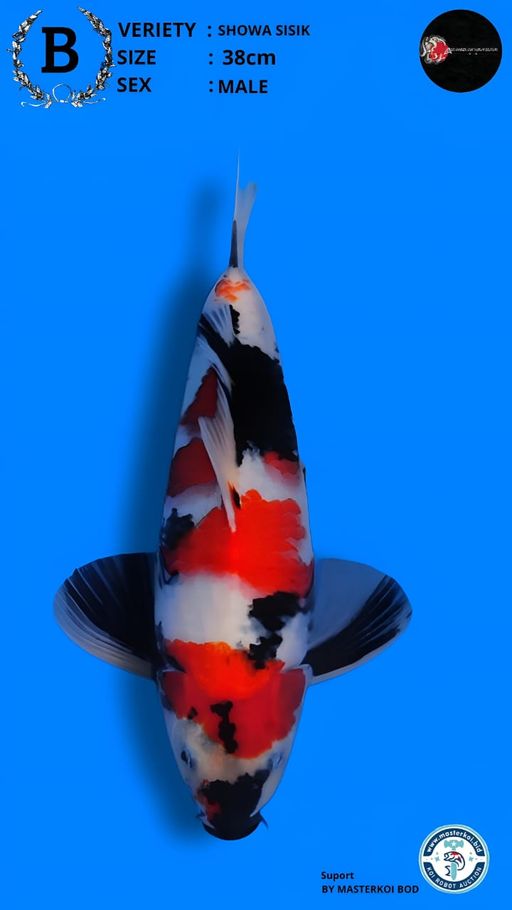 Lelang Koi Online, Jual Beli Ikan Koi, Pusat Jual Beli Koi, Info Lelang Koi Hari Ini, Platform Jual Beli Koi, Jual Beli Ikan Koi Online, Marketplace Ikan Koi, Jual Koi Terbaik, Tempat Beli Koi Berkualitas, Pasar Ikan Koi Online Terpercaya, Penjual Ikan Koi Terpercaya, Beli Koi Hias Online, Ikan Koi untuk Dijual, Koi Kualitas Terbaik, Toko Online Ikan Koi, Koi Hias Untuk Dijual, Jual Beli Ikan Koi Lokal, Koi Indonesia Online, Pusat Jual Beli Koi Terbesar