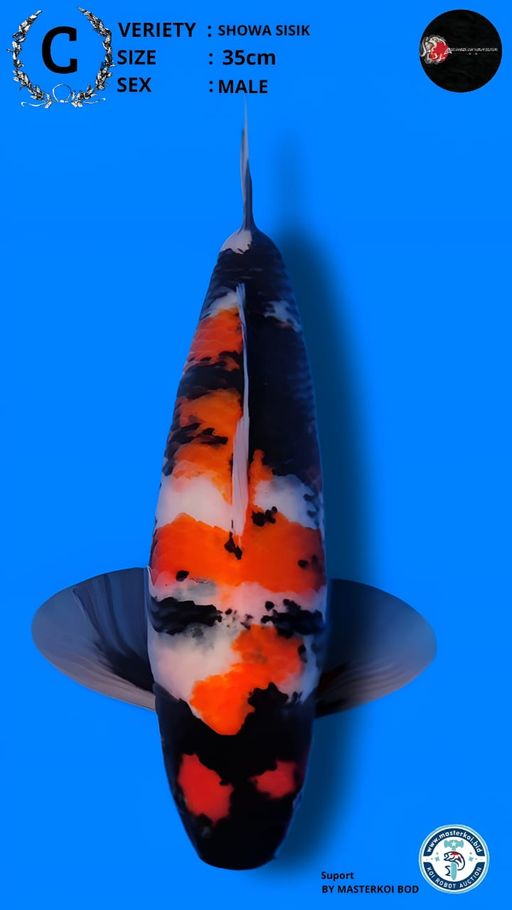 Lelang Koi Online, Jual Beli Ikan Koi, Pusat Jual Beli Koi, Info Lelang Koi Hari Ini, Platform Jual Beli Koi, Jual Beli Ikan Koi Online, Marketplace Ikan Koi, Jual Koi Terbaik, Tempat Beli Koi Berkualitas, Pasar Ikan Koi Online Terpercaya, Penjual Ikan Koi Terpercaya, Beli Koi Hias Online, Ikan Koi untuk Dijual, Koi Kualitas Terbaik, Toko Online Ikan Koi, Koi Hias Untuk Dijual, Jual Beli Ikan Koi Lokal, Koi Indonesia Online, Pusat Jual Beli Koi Terbesar