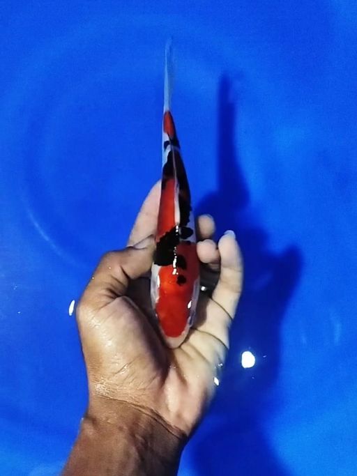 Lelang Koi Online, Jual Beli Ikan Koi, Pusat Jual Beli Koi, Info Lelang Koi Hari Ini, Platform Jual Beli Koi, Jual Beli Ikan Koi Online, Marketplace Ikan Koi, Jual Koi Terbaik, Tempat Beli Koi Berkualitas, Pasar Ikan Koi Online Terpercaya, Penjual Ikan Koi Terpercaya, Beli Koi Hias Online, Ikan Koi untuk Dijual, Koi Kualitas Terbaik, Toko Online Ikan Koi, Koi Hias Untuk Dijual, Jual Beli Ikan Koi Lokal, Koi Indonesia Online, Pusat Jual Beli Koi Terbesar
