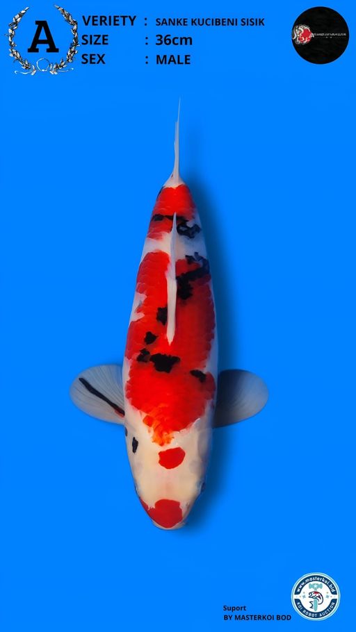 Lelang Koi Online, Jual Beli Ikan Koi, Pusat Jual Beli Koi, Info Lelang Koi Hari Ini, Platform Jual Beli Koi, Jual Beli Ikan Koi Online, Marketplace Ikan Koi, Jual Koi Terbaik, Tempat Beli Koi Berkualitas, Pasar Ikan Koi Online Terpercaya, Penjual Ikan Koi Terpercaya, Beli Koi Hias Online, Ikan Koi untuk Dijual, Koi Kualitas Terbaik, Toko Online Ikan Koi, Koi Hias Untuk Dijual, Jual Beli Ikan Koi Lokal, Koi Indonesia Online, Pusat Jual Beli Koi Terbesar