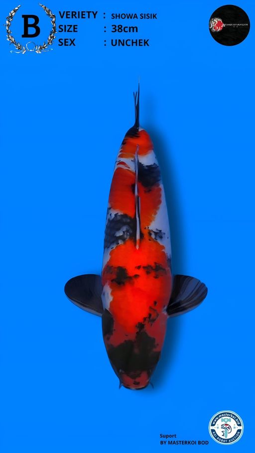 Lelang Koi Online, Jual Beli Ikan Koi, Pusat Jual Beli Koi, Info Lelang Koi Hari Ini, Platform Jual Beli Koi, Jual Beli Ikan Koi Online, Marketplace Ikan Koi, Jual Koi Terbaik, Tempat Beli Koi Berkualitas, Pasar Ikan Koi Online Terpercaya, Penjual Ikan Koi Terpercaya, Beli Koi Hias Online, Ikan Koi untuk Dijual, Koi Kualitas Terbaik, Toko Online Ikan Koi, Koi Hias Untuk Dijual, Jual Beli Ikan Koi Lokal, Koi Indonesia Online, Pusat Jual Beli Koi Terbesar