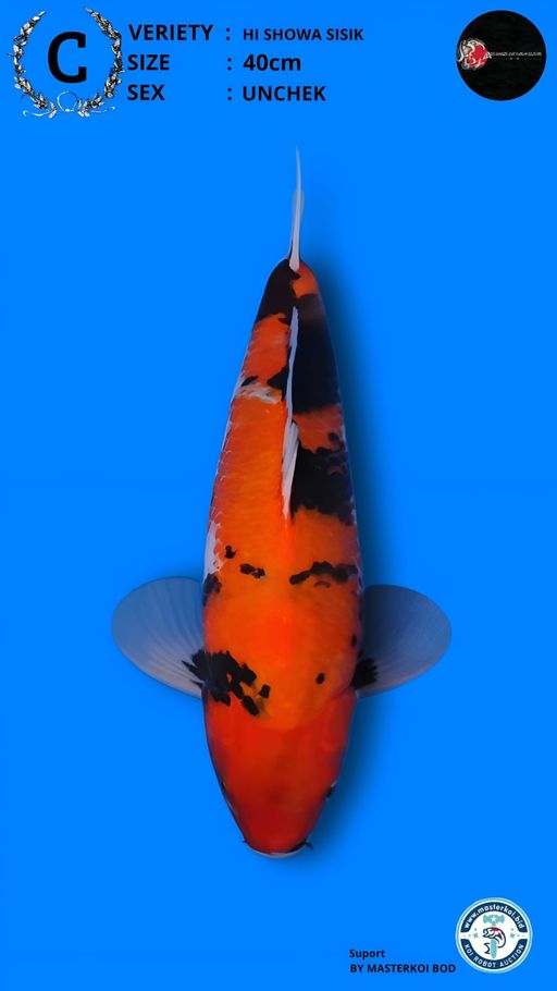 Lelang Koi Online, Jual Beli Ikan Koi, Pusat Jual Beli Koi, Info Lelang Koi Hari Ini, Platform Jual Beli Koi, Jual Beli Ikan Koi Online, Marketplace Ikan Koi, Jual Koi Terbaik, Tempat Beli Koi Berkualitas, Pasar Ikan Koi Online Terpercaya, Penjual Ikan Koi Terpercaya, Beli Koi Hias Online, Ikan Koi untuk Dijual, Koi Kualitas Terbaik, Toko Online Ikan Koi, Koi Hias Untuk Dijual, Jual Beli Ikan Koi Lokal, Koi Indonesia Online, Pusat Jual Beli Koi Terbesar