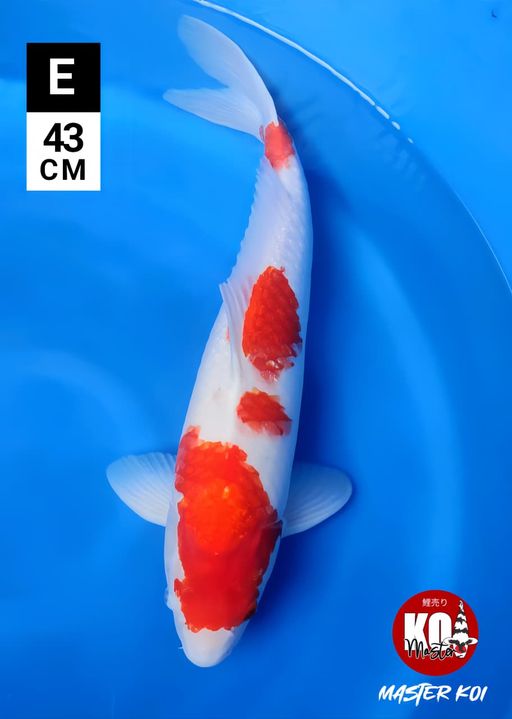 Lelang Koi Online, Jual Beli Ikan Koi, Pusat Jual Beli Koi, Info Lelang Koi Hari Ini, Platform Jual Beli Koi, Jual Beli Ikan Koi Online, Marketplace Ikan Koi, Jual Koi Terbaik, Tempat Beli Koi Berkualitas, Pasar Ikan Koi Online Terpercaya, Penjual Ikan Koi Terpercaya, Beli Koi Hias Online, Ikan Koi untuk Dijual, Koi Kualitas Terbaik, Toko Online Ikan Koi, Koi Hias Untuk Dijual, Jual Beli Ikan Koi Lokal, Koi Indonesia Online, Pusat Jual Beli Koi Terbesar