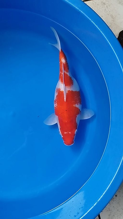 Lelang Koi Online, Jual Beli Ikan Koi, Pusat Jual Beli Koi, Info Lelang Koi Hari Ini, Platform Jual Beli Koi, Jual Beli Ikan Koi Online, Marketplace Ikan Koi, Jual Koi Terbaik, Tempat Beli Koi Berkualitas, Pasar Ikan Koi Online Terpercaya, Penjual Ikan Koi Terpercaya, Beli Koi Hias Online, Ikan Koi untuk Dijual, Koi Kualitas Terbaik, Toko Online Ikan Koi, Koi Hias Untuk Dijual, Jual Beli Ikan Koi Lokal, Koi Indonesia Online, Pusat Jual Beli Koi Terbesar