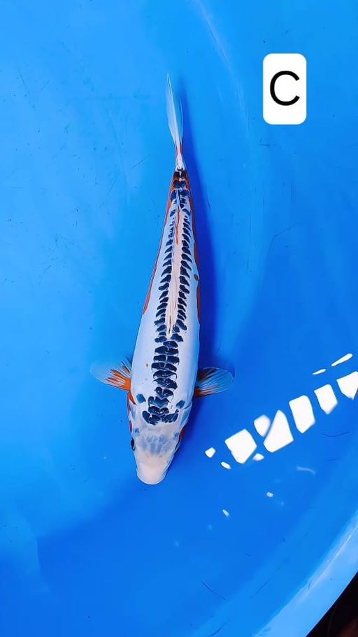 Lelang Koi Online, Jual Beli Ikan Koi, Pusat Jual Beli Koi, Info Lelang Koi Hari Ini, Platform Jual Beli Koi, Jual Beli Ikan Koi Online, Marketplace Ikan Koi, Jual Koi Terbaik, Tempat Beli Koi Berkualitas, Pasar Ikan Koi Online Terpercaya, Penjual Ikan Koi Terpercaya, Beli Koi Hias Online, Ikan Koi untuk Dijual, Koi Kualitas Terbaik, Toko Online Ikan Koi, Koi Hias Untuk Dijual, Jual Beli Ikan Koi Lokal, Koi Indonesia Online, Pusat Jual Beli Koi Terbesar