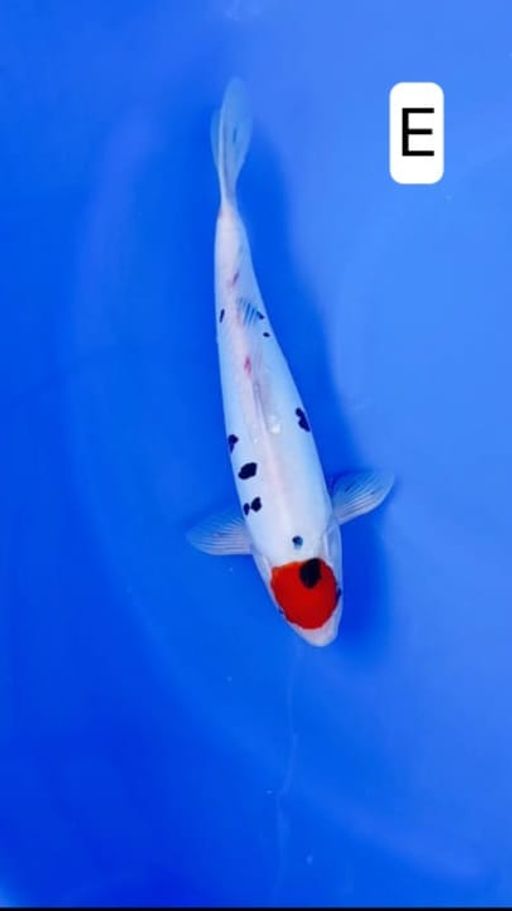 Lelang Koi Online, Jual Beli Ikan Koi, Pusat Jual Beli Koi, Info Lelang Koi Hari Ini, Platform Jual Beli Koi, Jual Beli Ikan Koi Online, Marketplace Ikan Koi, Jual Koi Terbaik, Tempat Beli Koi Berkualitas, Pasar Ikan Koi Online Terpercaya, Penjual Ikan Koi Terpercaya, Beli Koi Hias Online, Ikan Koi untuk Dijual, Koi Kualitas Terbaik, Toko Online Ikan Koi, Koi Hias Untuk Dijual, Jual Beli Ikan Koi Lokal, Koi Indonesia Online, Pusat Jual Beli Koi Terbesar