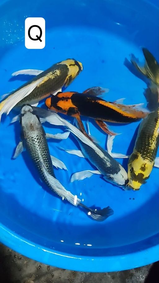 Lelang Koi Online, Jual Beli Ikan Koi, Pusat Jual Beli Koi, Info Lelang Koi Hari Ini, Platform Jual Beli Koi, Jual Beli Ikan Koi Online, Marketplace Ikan Koi, Jual Koi Terbaik, Tempat Beli Koi Berkualitas, Pasar Ikan Koi Online Terpercaya, Penjual Ikan Koi Terpercaya, Beli Koi Hias Online, Ikan Koi untuk Dijual, Koi Kualitas Terbaik, Toko Online Ikan Koi, Koi Hias Untuk Dijual, Jual Beli Ikan Koi Lokal, Koi Indonesia Online, Pusat Jual Beli Koi Terbesar
