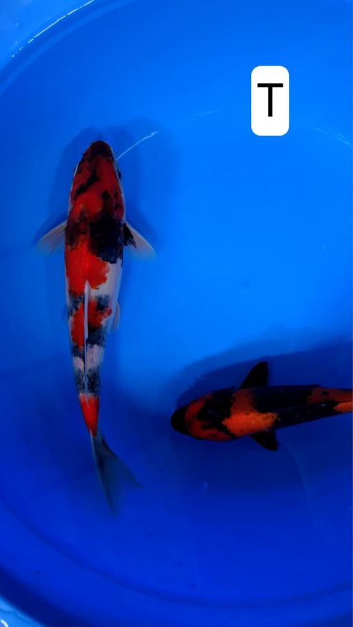 Lelang Koi Online, Jual Beli Ikan Koi, Pusat Jual Beli Koi, Info Lelang Koi Hari Ini, Platform Jual Beli Koi, Jual Beli Ikan Koi Online, Marketplace Ikan Koi, Jual Koi Terbaik, Tempat Beli Koi Berkualitas, Pasar Ikan Koi Online Terpercaya, Penjual Ikan Koi Terpercaya, Beli Koi Hias Online, Ikan Koi untuk Dijual, Koi Kualitas Terbaik, Toko Online Ikan Koi, Koi Hias Untuk Dijual, Jual Beli Ikan Koi Lokal, Koi Indonesia Online, Pusat Jual Beli Koi Terbesar