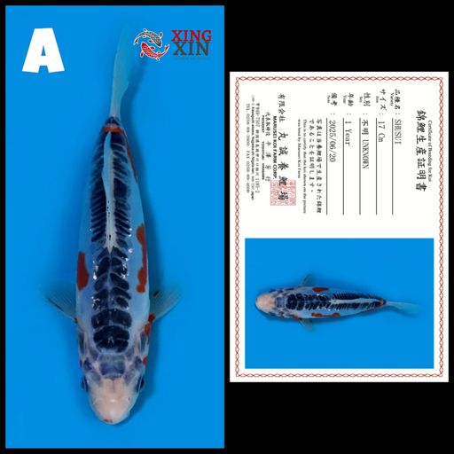 Lelang Koi Online, Jual Beli Ikan Koi, Pusat Jual Beli Koi, Info Lelang Koi Hari Ini, Platform Jual Beli Koi, Jual Beli Ikan Koi Online, Marketplace Ikan Koi, Jual Koi Terbaik, Tempat Beli Koi Berkualitas, Pasar Ikan Koi Online Terpercaya, Penjual Ikan Koi Terpercaya, Beli Koi Hias Online, Ikan Koi untuk Dijual, Koi Kualitas Terbaik, Toko Online Ikan Koi, Koi Hias Untuk Dijual, Jual Beli Ikan Koi Lokal, Koi Indonesia Online, Pusat Jual Beli Koi Terbesar