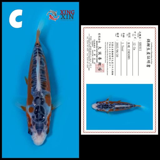 Lelang Koi Online, Jual Beli Ikan Koi, Pusat Jual Beli Koi, Info Lelang Koi Hari Ini, Platform Jual Beli Koi, Jual Beli Ikan Koi Online, Marketplace Ikan Koi, Jual Koi Terbaik, Tempat Beli Koi Berkualitas, Pasar Ikan Koi Online Terpercaya, Penjual Ikan Koi Terpercaya, Beli Koi Hias Online, Ikan Koi untuk Dijual, Koi Kualitas Terbaik, Toko Online Ikan Koi, Koi Hias Untuk Dijual, Jual Beli Ikan Koi Lokal, Koi Indonesia Online, Pusat Jual Beli Koi Terbesar