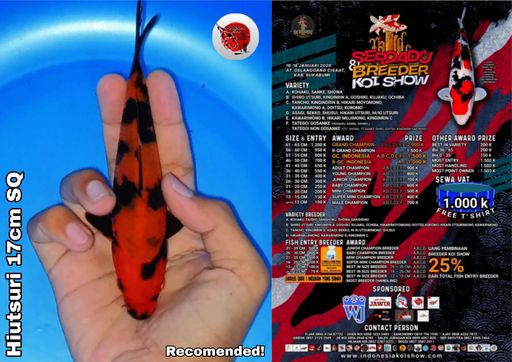 Lelang Koi Online, Jual Beli Ikan Koi, Pusat Jual Beli Koi, Info Lelang Koi Hari Ini, Platform Jual Beli Koi, Jual Beli Ikan Koi Online, Marketplace Ikan Koi, Jual Koi Terbaik, Tempat Beli Koi Berkualitas, Pasar Ikan Koi Online Terpercaya, Penjual Ikan Koi Terpercaya, Beli Koi Hias Online, Ikan Koi untuk Dijual, Koi Kualitas Terbaik, Toko Online Ikan Koi, Koi Hias Untuk Dijual, Jual Beli Ikan Koi Lokal, Koi Indonesia Online, Pusat Jual Beli Koi Terbesar