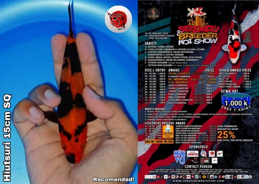 Lelang Koi Online, Jual Beli Ikan Koi, Pusat Jual Beli Koi, Info Lelang Koi Hari Ini, Platform Jual Beli Koi, Jual Beli Ikan Koi Online, Marketplace Ikan Koi, Jual Koi Terbaik, Tempat Beli Koi Berkualitas, Pasar Ikan Koi Online Terpercaya, Penjual Ikan Koi Terpercaya, Beli Koi Hias Online, Ikan Koi untuk Dijual, Koi Kualitas Terbaik, Toko Online Ikan Koi, Koi Hias Untuk Dijual, Jual Beli Ikan Koi Lokal, Koi Indonesia Online, Pusat Jual Beli Koi Terbesar