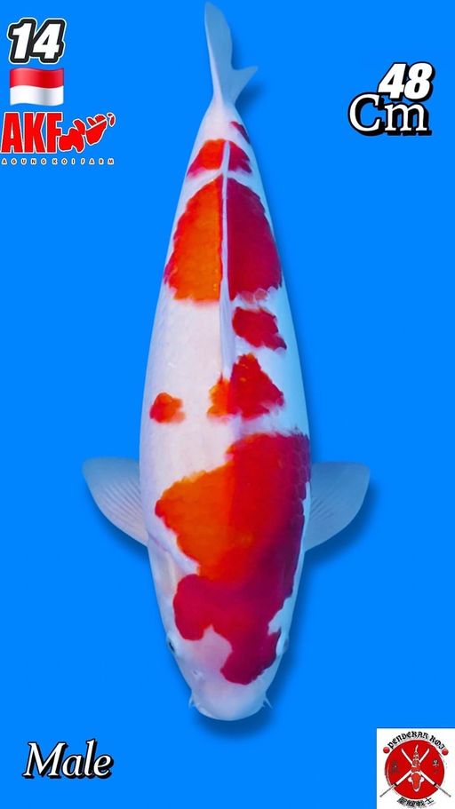 Lelang Koi Online, Jual Beli Ikan Koi, Pusat Jual Beli Koi, Info Lelang Koi Hari Ini, Platform Jual Beli Koi, Jual Beli Ikan Koi Online, Marketplace Ikan Koi, Jual Koi Terbaik, Tempat Beli Koi Berkualitas, Pasar Ikan Koi Online Terpercaya, Penjual Ikan Koi Terpercaya, Beli Koi Hias Online, Ikan Koi untuk Dijual, Koi Kualitas Terbaik, Toko Online Ikan Koi, Koi Hias Untuk Dijual, Jual Beli Ikan Koi Lokal, Koi Indonesia Online, Pusat Jual Beli Koi Terbesar