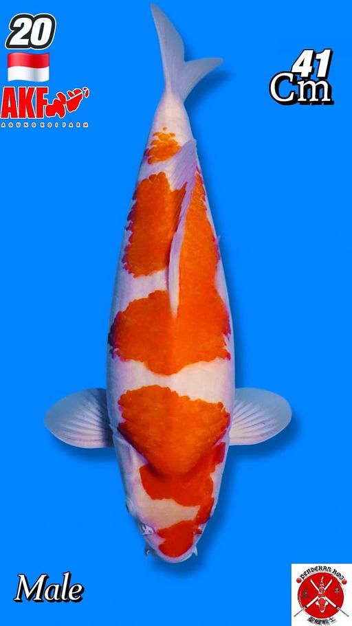 Lelang Koi Online, Jual Beli Ikan Koi, Pusat Jual Beli Koi, Info Lelang Koi Hari Ini, Platform Jual Beli Koi, Jual Beli Ikan Koi Online, Marketplace Ikan Koi, Jual Koi Terbaik, Tempat Beli Koi Berkualitas, Pasar Ikan Koi Online Terpercaya, Penjual Ikan Koi Terpercaya, Beli Koi Hias Online, Ikan Koi untuk Dijual, Koi Kualitas Terbaik, Toko Online Ikan Koi, Koi Hias Untuk Dijual, Jual Beli Ikan Koi Lokal, Koi Indonesia Online, Pusat Jual Beli Koi Terbesar