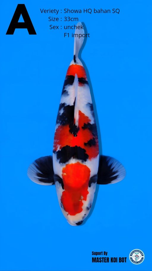 Lelang Koi Online, Jual Beli Ikan Koi, Pusat Jual Beli Koi, Info Lelang Koi Hari Ini, Platform Jual Beli Koi, Jual Beli Ikan Koi Online, Marketplace Ikan Koi, Jual Koi Terbaik, Tempat Beli Koi Berkualitas, Pasar Ikan Koi Online Terpercaya, Penjual Ikan Koi Terpercaya, Beli Koi Hias Online, Ikan Koi untuk Dijual, Koi Kualitas Terbaik, Toko Online Ikan Koi, Koi Hias Untuk Dijual, Jual Beli Ikan Koi Lokal, Koi Indonesia Online, Pusat Jual Beli Koi Terbesar
