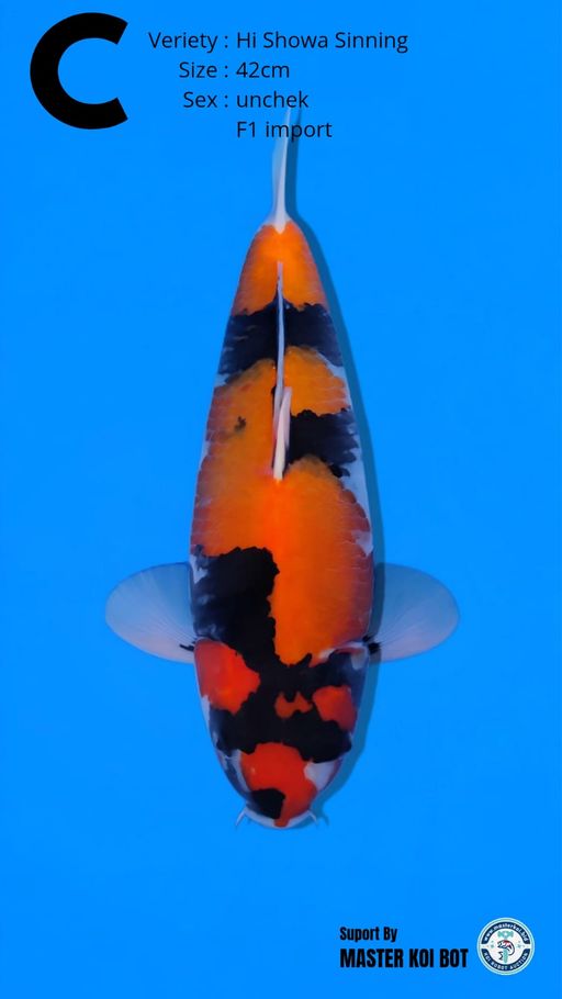 Lelang Koi Online, Jual Beli Ikan Koi, Pusat Jual Beli Koi, Info Lelang Koi Hari Ini, Platform Jual Beli Koi, Jual Beli Ikan Koi Online, Marketplace Ikan Koi, Jual Koi Terbaik, Tempat Beli Koi Berkualitas, Pasar Ikan Koi Online Terpercaya, Penjual Ikan Koi Terpercaya, Beli Koi Hias Online, Ikan Koi untuk Dijual, Koi Kualitas Terbaik, Toko Online Ikan Koi, Koi Hias Untuk Dijual, Jual Beli Ikan Koi Lokal, Koi Indonesia Online, Pusat Jual Beli Koi Terbesar