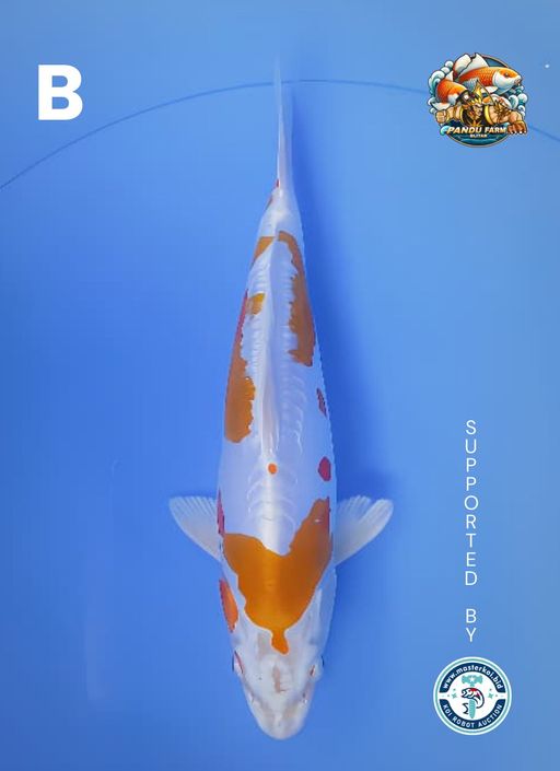 Lelang Koi Online, Jual Beli Ikan Koi, Pusat Jual Beli Koi, Info Lelang Koi Hari Ini, Platform Jual Beli Koi, Jual Beli Ikan Koi Online, Marketplace Ikan Koi, Jual Koi Terbaik, Tempat Beli Koi Berkualitas, Pasar Ikan Koi Online Terpercaya, Penjual Ikan Koi Terpercaya, Beli Koi Hias Online, Ikan Koi untuk Dijual, Koi Kualitas Terbaik, Toko Online Ikan Koi, Koi Hias Untuk Dijual, Jual Beli Ikan Koi Lokal, Koi Indonesia Online, Pusat Jual Beli Koi Terbesar