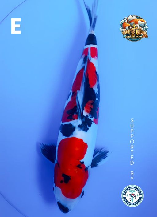 Lelang Koi Online, Jual Beli Ikan Koi, Pusat Jual Beli Koi, Info Lelang Koi Hari Ini, Platform Jual Beli Koi, Jual Beli Ikan Koi Online, Marketplace Ikan Koi, Jual Koi Terbaik, Tempat Beli Koi Berkualitas, Pasar Ikan Koi Online Terpercaya, Penjual Ikan Koi Terpercaya, Beli Koi Hias Online, Ikan Koi untuk Dijual, Koi Kualitas Terbaik, Toko Online Ikan Koi, Koi Hias Untuk Dijual, Jual Beli Ikan Koi Lokal, Koi Indonesia Online, Pusat Jual Beli Koi Terbesar