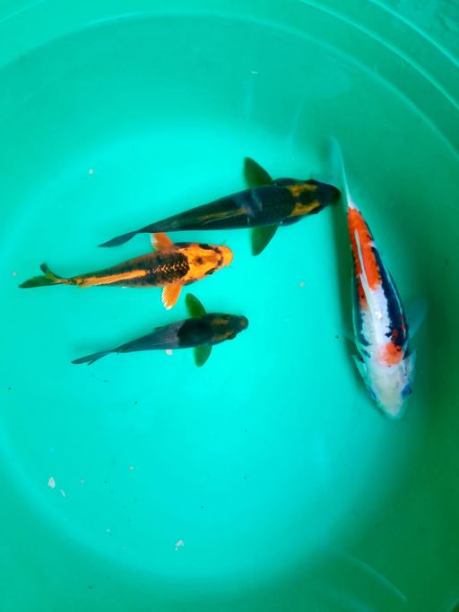 Lelang Koi Online, Jual Beli Ikan Koi, Pusat Jual Beli Koi, Info Lelang Koi Hari Ini, Platform Jual Beli Koi, Jual Beli Ikan Koi Online, Marketplace Ikan Koi, Jual Koi Terbaik, Tempat Beli Koi Berkualitas, Pasar Ikan Koi Online Terpercaya, Penjual Ikan Koi Terpercaya, Beli Koi Hias Online, Ikan Koi untuk Dijual, Koi Kualitas Terbaik, Toko Online Ikan Koi, Koi Hias Untuk Dijual, Jual Beli Ikan Koi Lokal, Koi Indonesia Online, Pusat Jual Beli Koi Terbesar
