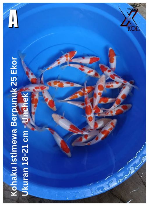 Lelang Koi Online, Jual Beli Ikan Koi, Pusat Jual Beli Koi, Info Lelang Koi Hari Ini, Platform Jual Beli Koi, Jual Beli Ikan Koi Online, Marketplace Ikan Koi, Jual Koi Terbaik, Tempat Beli Koi Berkualitas, Pasar Ikan Koi Online Terpercaya, Penjual Ikan Koi Terpercaya, Beli Koi Hias Online, Ikan Koi untuk Dijual, Koi Kualitas Terbaik, Toko Online Ikan Koi, Koi Hias Untuk Dijual, Jual Beli Ikan Koi Lokal, Koi Indonesia Online, Pusat Jual Beli Koi Terbesar