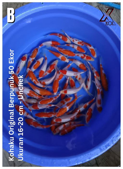 Lelang Koi Online, Jual Beli Ikan Koi, Pusat Jual Beli Koi, Info Lelang Koi Hari Ini, Platform Jual Beli Koi, Jual Beli Ikan Koi Online, Marketplace Ikan Koi, Jual Koi Terbaik, Tempat Beli Koi Berkualitas, Pasar Ikan Koi Online Terpercaya, Penjual Ikan Koi Terpercaya, Beli Koi Hias Online, Ikan Koi untuk Dijual, Koi Kualitas Terbaik, Toko Online Ikan Koi, Koi Hias Untuk Dijual, Jual Beli Ikan Koi Lokal, Koi Indonesia Online, Pusat Jual Beli Koi Terbesar