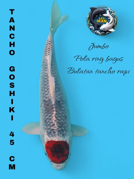 Lelang Koi Online, Jual Beli Ikan Koi, Pusat Jual Beli Koi, Info Lelang Koi Hari Ini, Platform Jual Beli Koi, Jual Beli Ikan Koi Online, Marketplace Ikan Koi, Jual Koi Terbaik, Tempat Beli Koi Berkualitas, Pasar Ikan Koi Online Terpercaya, Penjual Ikan Koi Terpercaya, Beli Koi Hias Online, Ikan Koi untuk Dijual, Koi Kualitas Terbaik, Toko Online Ikan Koi, Koi Hias Untuk Dijual, Jual Beli Ikan Koi Lokal, Koi Indonesia Online, Pusat Jual Beli Koi Terbesar