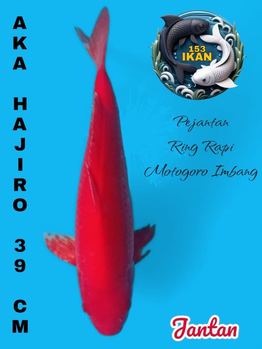 Lelang Koi Online, Jual Beli Ikan Koi, Pusat Jual Beli Koi, Info Lelang Koi Hari Ini, Platform Jual Beli Koi, Jual Beli Ikan Koi Online, Marketplace Ikan Koi, Jual Koi Terbaik, Tempat Beli Koi Berkualitas, Pasar Ikan Koi Online Terpercaya, Penjual Ikan Koi Terpercaya, Beli Koi Hias Online, Ikan Koi untuk Dijual, Koi Kualitas Terbaik, Toko Online Ikan Koi, Koi Hias Untuk Dijual, Jual Beli Ikan Koi Lokal, Koi Indonesia Online, Pusat Jual Beli Koi Terbesar