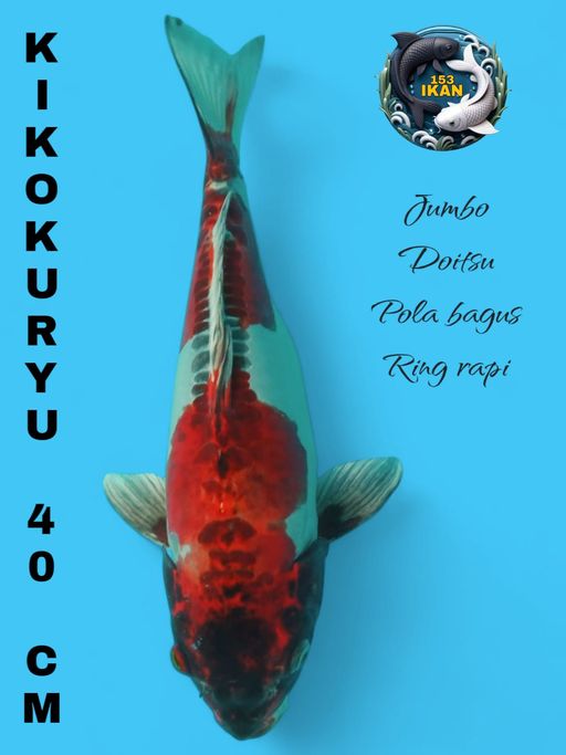 Lelang Koi Online, Jual Beli Ikan Koi, Pusat Jual Beli Koi, Info Lelang Koi Hari Ini, Platform Jual Beli Koi, Jual Beli Ikan Koi Online, Marketplace Ikan Koi, Jual Koi Terbaik, Tempat Beli Koi Berkualitas, Pasar Ikan Koi Online Terpercaya, Penjual Ikan Koi Terpercaya, Beli Koi Hias Online, Ikan Koi untuk Dijual, Koi Kualitas Terbaik, Toko Online Ikan Koi, Koi Hias Untuk Dijual, Jual Beli Ikan Koi Lokal, Koi Indonesia Online, Pusat Jual Beli Koi Terbesar