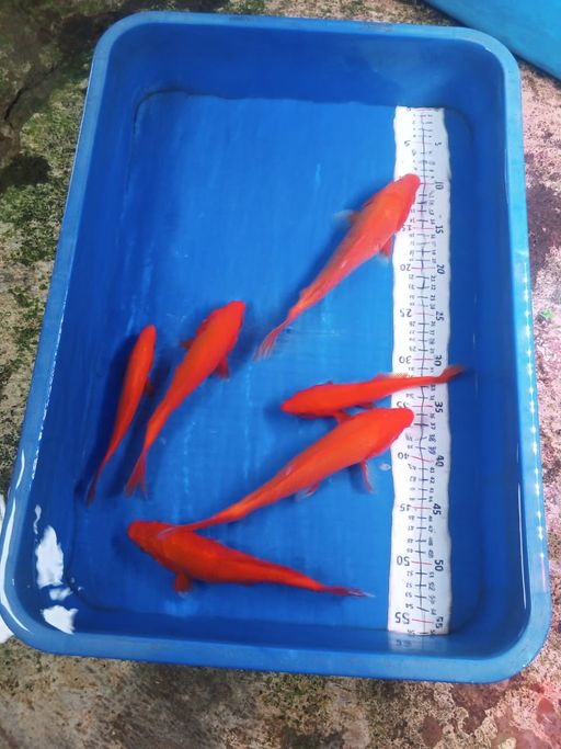 Lelang Koi Online, Jual Beli Ikan Koi, Pusat Jual Beli Koi, Info Lelang Koi Hari Ini, Platform Jual Beli Koi, Jual Beli Ikan Koi Online, Marketplace Ikan Koi, Jual Koi Terbaik, Tempat Beli Koi Berkualitas, Pasar Ikan Koi Online Terpercaya, Penjual Ikan Koi Terpercaya, Beli Koi Hias Online, Ikan Koi untuk Dijual, Koi Kualitas Terbaik, Toko Online Ikan Koi, Koi Hias Untuk Dijual, Jual Beli Ikan Koi Lokal, Koi Indonesia Online, Pusat Jual Beli Koi Terbesar