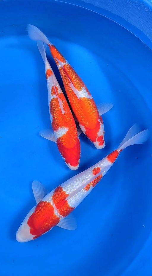 Lelang Koi Online, Jual Beli Ikan Koi, Pusat Jual Beli Koi, Info Lelang Koi Hari Ini, Platform Jual Beli Koi, Jual Beli Ikan Koi Online, Marketplace Ikan Koi, Jual Koi Terbaik, Tempat Beli Koi Berkualitas, Pasar Ikan Koi Online Terpercaya, Penjual Ikan Koi Terpercaya, Beli Koi Hias Online, Ikan Koi untuk Dijual, Koi Kualitas Terbaik, Toko Online Ikan Koi, Koi Hias Untuk Dijual, Jual Beli Ikan Koi Lokal, Koi Indonesia Online, Pusat Jual Beli Koi Terbesar