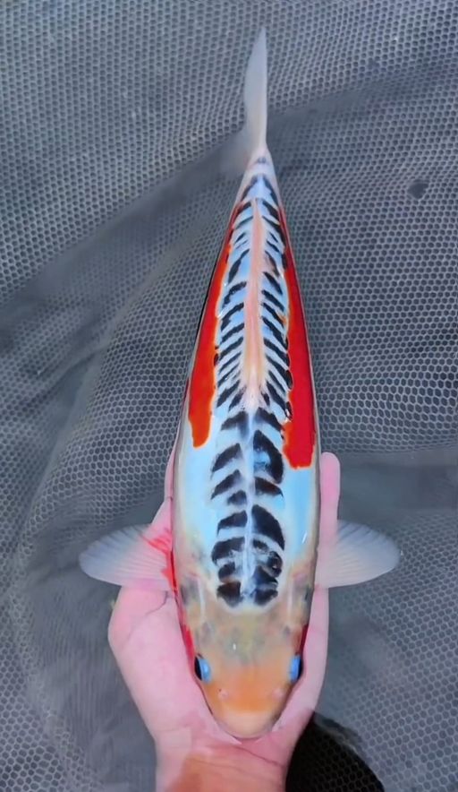 Lelang Koi Online, Jual Beli Ikan Koi, Pusat Jual Beli Koi, Info Lelang Koi Hari Ini, Platform Jual Beli Koi, Jual Beli Ikan Koi Online, Marketplace Ikan Koi, Jual Koi Terbaik, Tempat Beli Koi Berkualitas, Pasar Ikan Koi Online Terpercaya, Penjual Ikan Koi Terpercaya, Beli Koi Hias Online, Ikan Koi untuk Dijual, Koi Kualitas Terbaik, Toko Online Ikan Koi, Koi Hias Untuk Dijual, Jual Beli Ikan Koi Lokal, Koi Indonesia Online, Pusat Jual Beli Koi Terbesar