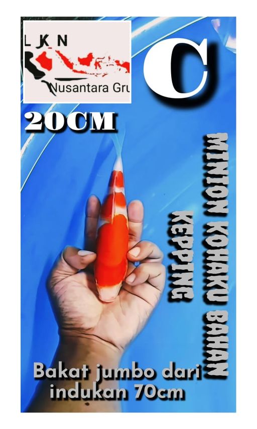 Lelang Koi Online, Jual Beli Ikan Koi, Pusat Jual Beli Koi, Info Lelang Koi Hari Ini, Platform Jual Beli Koi, Jual Beli Ikan Koi Online, Marketplace Ikan Koi, Jual Koi Terbaik, Tempat Beli Koi Berkualitas, Pasar Ikan Koi Online Terpercaya, Penjual Ikan Koi Terpercaya, Beli Koi Hias Online, Ikan Koi untuk Dijual, Koi Kualitas Terbaik, Toko Online Ikan Koi, Koi Hias Untuk Dijual, Jual Beli Ikan Koi Lokal, Koi Indonesia Online, Pusat Jual Beli Koi Terbesar