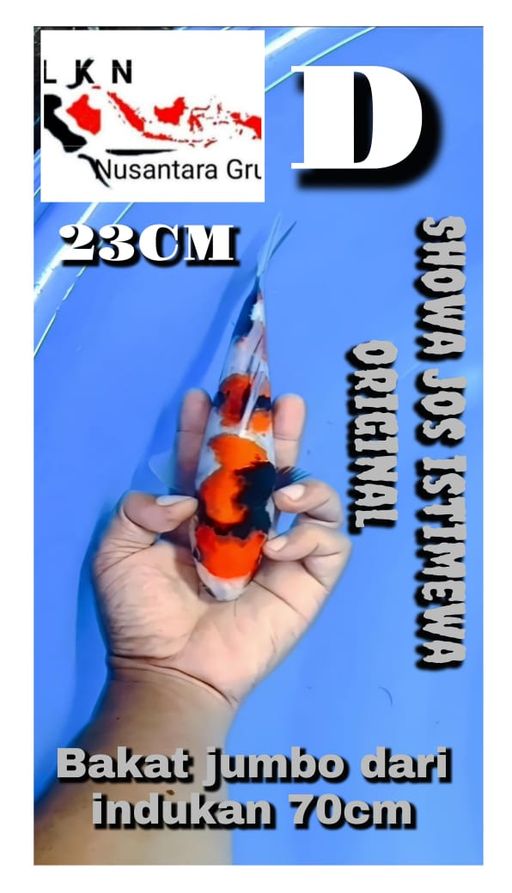 Lelang Koi Online, Jual Beli Ikan Koi, Pusat Jual Beli Koi, Info Lelang Koi Hari Ini, Platform Jual Beli Koi, Jual Beli Ikan Koi Online, Marketplace Ikan Koi, Jual Koi Terbaik, Tempat Beli Koi Berkualitas, Pasar Ikan Koi Online Terpercaya, Penjual Ikan Koi Terpercaya, Beli Koi Hias Online, Ikan Koi untuk Dijual, Koi Kualitas Terbaik, Toko Online Ikan Koi, Koi Hias Untuk Dijual, Jual Beli Ikan Koi Lokal, Koi Indonesia Online, Pusat Jual Beli Koi Terbesar