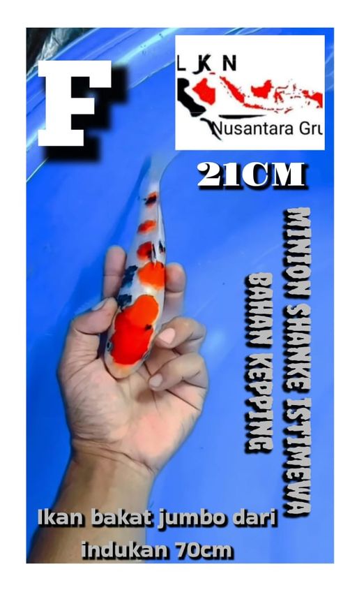 Lelang Koi Online, Jual Beli Ikan Koi, Pusat Jual Beli Koi, Info Lelang Koi Hari Ini, Platform Jual Beli Koi, Jual Beli Ikan Koi Online, Marketplace Ikan Koi, Jual Koi Terbaik, Tempat Beli Koi Berkualitas, Pasar Ikan Koi Online Terpercaya, Penjual Ikan Koi Terpercaya, Beli Koi Hias Online, Ikan Koi untuk Dijual, Koi Kualitas Terbaik, Toko Online Ikan Koi, Koi Hias Untuk Dijual, Jual Beli Ikan Koi Lokal, Koi Indonesia Online, Pusat Jual Beli Koi Terbesar