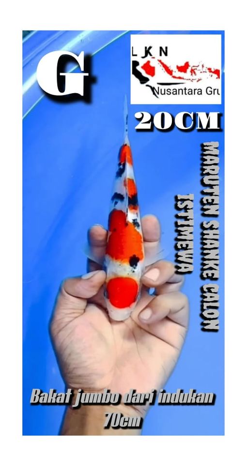 Lelang Koi Online, Jual Beli Ikan Koi, Pusat Jual Beli Koi, Info Lelang Koi Hari Ini, Platform Jual Beli Koi, Jual Beli Ikan Koi Online, Marketplace Ikan Koi, Jual Koi Terbaik, Tempat Beli Koi Berkualitas, Pasar Ikan Koi Online Terpercaya, Penjual Ikan Koi Terpercaya, Beli Koi Hias Online, Ikan Koi untuk Dijual, Koi Kualitas Terbaik, Toko Online Ikan Koi, Koi Hias Untuk Dijual, Jual Beli Ikan Koi Lokal, Koi Indonesia Online, Pusat Jual Beli Koi Terbesar