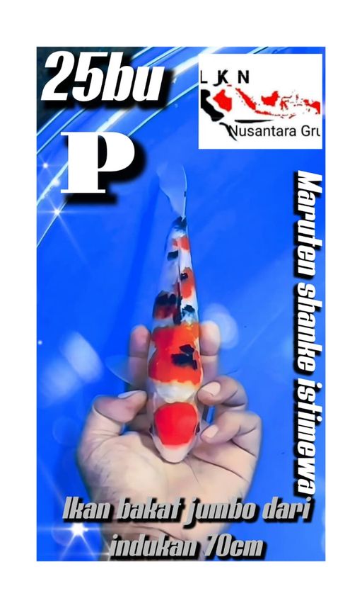 Lelang Koi Online, Jual Beli Ikan Koi, Pusat Jual Beli Koi, Info Lelang Koi Hari Ini, Platform Jual Beli Koi, Jual Beli Ikan Koi Online, Marketplace Ikan Koi, Jual Koi Terbaik, Tempat Beli Koi Berkualitas, Pasar Ikan Koi Online Terpercaya, Penjual Ikan Koi Terpercaya, Beli Koi Hias Online, Ikan Koi untuk Dijual, Koi Kualitas Terbaik, Toko Online Ikan Koi, Koi Hias Untuk Dijual, Jual Beli Ikan Koi Lokal, Koi Indonesia Online, Pusat Jual Beli Koi Terbesar