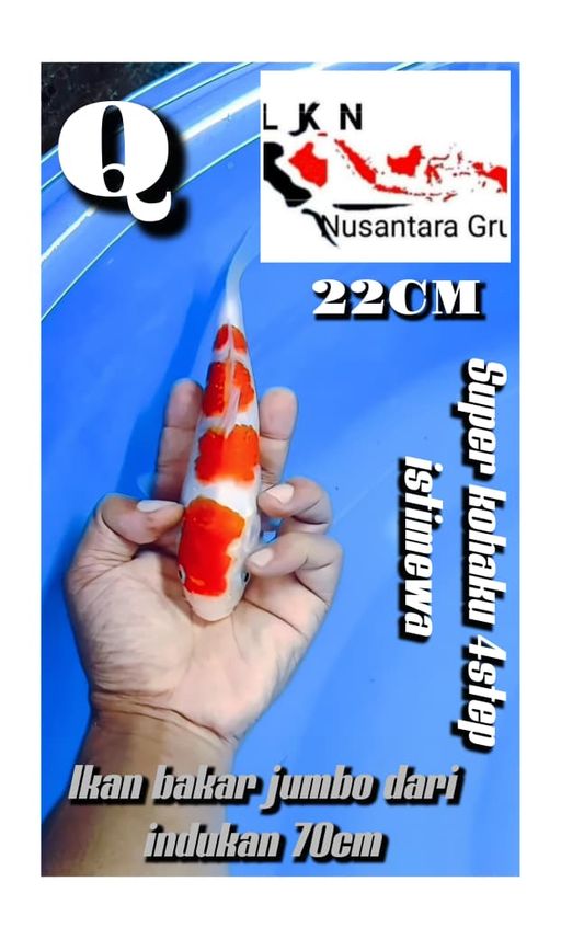 Lelang Koi Online, Jual Beli Ikan Koi, Pusat Jual Beli Koi, Info Lelang Koi Hari Ini, Platform Jual Beli Koi, Jual Beli Ikan Koi Online, Marketplace Ikan Koi, Jual Koi Terbaik, Tempat Beli Koi Berkualitas, Pasar Ikan Koi Online Terpercaya, Penjual Ikan Koi Terpercaya, Beli Koi Hias Online, Ikan Koi untuk Dijual, Koi Kualitas Terbaik, Toko Online Ikan Koi, Koi Hias Untuk Dijual, Jual Beli Ikan Koi Lokal, Koi Indonesia Online, Pusat Jual Beli Koi Terbesar