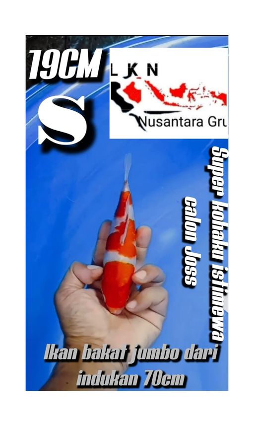 Lelang Koi Online, Jual Beli Ikan Koi, Pusat Jual Beli Koi, Info Lelang Koi Hari Ini, Platform Jual Beli Koi, Jual Beli Ikan Koi Online, Marketplace Ikan Koi, Jual Koi Terbaik, Tempat Beli Koi Berkualitas, Pasar Ikan Koi Online Terpercaya, Penjual Ikan Koi Terpercaya, Beli Koi Hias Online, Ikan Koi untuk Dijual, Koi Kualitas Terbaik, Toko Online Ikan Koi, Koi Hias Untuk Dijual, Jual Beli Ikan Koi Lokal, Koi Indonesia Online, Pusat Jual Beli Koi Terbesar