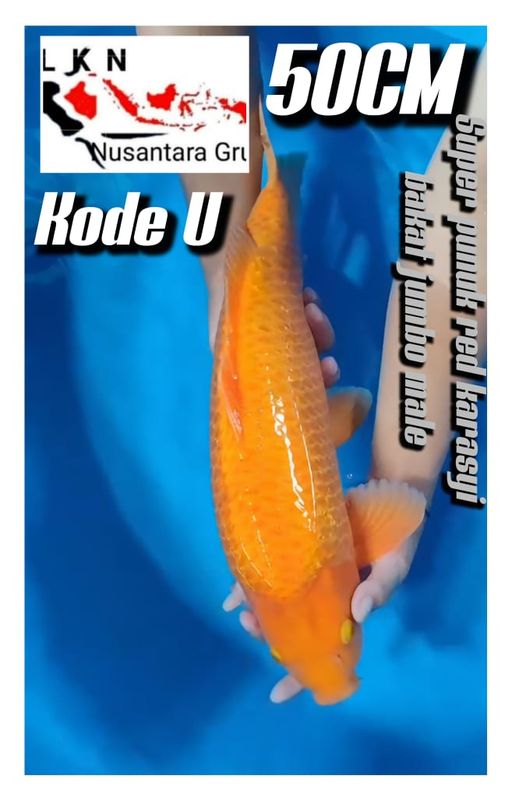 Lelang Koi Online, Jual Beli Ikan Koi, Pusat Jual Beli Koi, Info Lelang Koi Hari Ini, Platform Jual Beli Koi, Jual Beli Ikan Koi Online, Marketplace Ikan Koi, Jual Koi Terbaik, Tempat Beli Koi Berkualitas, Pasar Ikan Koi Online Terpercaya, Penjual Ikan Koi Terpercaya, Beli Koi Hias Online, Ikan Koi untuk Dijual, Koi Kualitas Terbaik, Toko Online Ikan Koi, Koi Hias Untuk Dijual, Jual Beli Ikan Koi Lokal, Koi Indonesia Online, Pusat Jual Beli Koi Terbesar