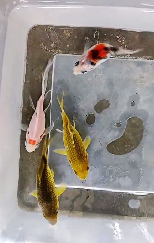 Lelang Koi Online, Jual Beli Ikan Koi, Pusat Jual Beli Koi, Info Lelang Koi Hari Ini, Platform Jual Beli Koi, Jual Beli Ikan Koi Online, Marketplace Ikan Koi, Jual Koi Terbaik, Tempat Beli Koi Berkualitas, Pasar Ikan Koi Online Terpercaya, Penjual Ikan Koi Terpercaya, Beli Koi Hias Online, Ikan Koi untuk Dijual, Koi Kualitas Terbaik, Toko Online Ikan Koi, Koi Hias Untuk Dijual, Jual Beli Ikan Koi Lokal, Koi Indonesia Online, Pusat Jual Beli Koi Terbesar