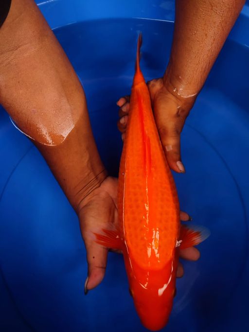 Lelang Koi Online, Jual Beli Ikan Koi, Pusat Jual Beli Koi, Info Lelang Koi Hari Ini, Platform Jual Beli Koi, Jual Beli Ikan Koi Online, Marketplace Ikan Koi, Jual Koi Terbaik, Tempat Beli Koi Berkualitas, Pasar Ikan Koi Online Terpercaya, Penjual Ikan Koi Terpercaya, Beli Koi Hias Online, Ikan Koi untuk Dijual, Koi Kualitas Terbaik, Toko Online Ikan Koi, Koi Hias Untuk Dijual, Jual Beli Ikan Koi Lokal, Koi Indonesia Online, Pusat Jual Beli Koi Terbesar