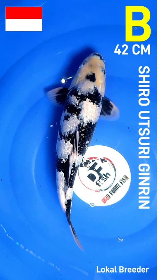 Lelang Koi Online, Jual Beli Ikan Koi, Pusat Jual Beli Koi, Info Lelang Koi Hari Ini, Platform Jual Beli Koi, Jual Beli Ikan Koi Online, Marketplace Ikan Koi, Jual Koi Terbaik, Tempat Beli Koi Berkualitas, Pasar Ikan Koi Online Terpercaya, Penjual Ikan Koi Terpercaya, Beli Koi Hias Online, Ikan Koi untuk Dijual, Koi Kualitas Terbaik, Toko Online Ikan Koi, Koi Hias Untuk Dijual, Jual Beli Ikan Koi Lokal, Koi Indonesia Online, Pusat Jual Beli Koi Terbesar