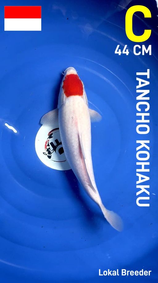 Lelang Koi Online, Jual Beli Ikan Koi, Pusat Jual Beli Koi, Info Lelang Koi Hari Ini, Platform Jual Beli Koi, Jual Beli Ikan Koi Online, Marketplace Ikan Koi, Jual Koi Terbaik, Tempat Beli Koi Berkualitas, Pasar Ikan Koi Online Terpercaya, Penjual Ikan Koi Terpercaya, Beli Koi Hias Online, Ikan Koi untuk Dijual, Koi Kualitas Terbaik, Toko Online Ikan Koi, Koi Hias Untuk Dijual, Jual Beli Ikan Koi Lokal, Koi Indonesia Online, Pusat Jual Beli Koi Terbesar