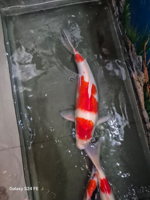 Lelang Koi Online, Jual Beli Ikan Koi, Pusat Jual Beli Koi, Info Lelang Koi Hari Ini, Platform Jual Beli Koi, Jual Beli Ikan Koi Online, Marketplace Ikan Koi, Jual Koi Terbaik, Tempat Beli Koi Berkualitas, Pasar Ikan Koi Online Terpercaya, Penjual Ikan Koi Terpercaya, Beli Koi Hias Online, Ikan Koi untuk Dijual, Koi Kualitas Terbaik, Toko Online Ikan Koi, Koi Hias Untuk Dijual, Jual Beli Ikan Koi Lokal, Koi Indonesia Online, Pusat Jual Beli Koi Terbesar