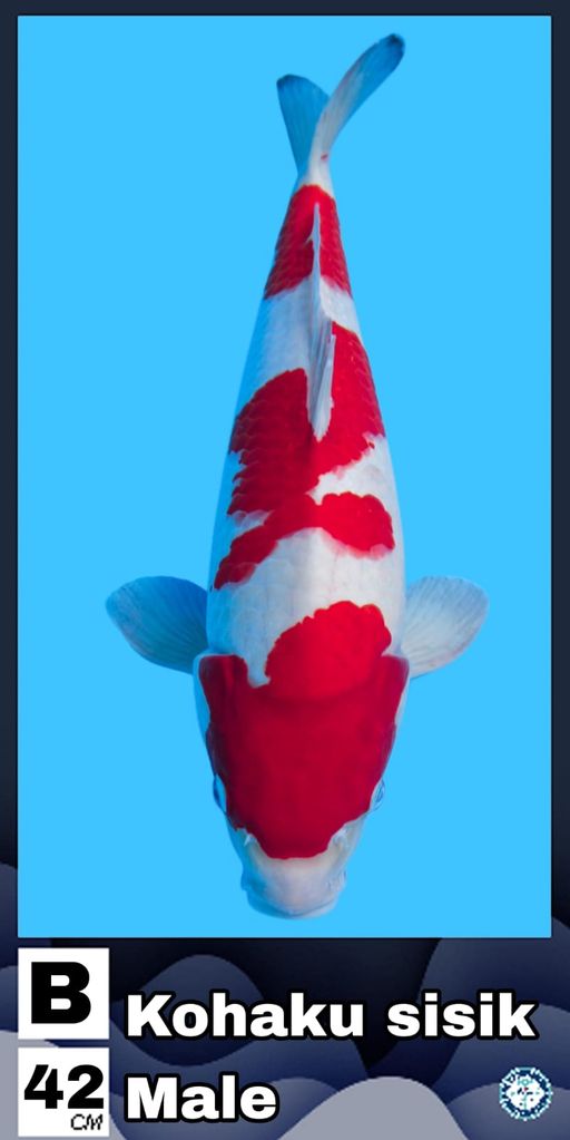 Lelang Koi Online, Jual Beli Ikan Koi, Pusat Jual Beli Koi, Info Lelang Koi Hari Ini, Platform Jual Beli Koi, Jual Beli Ikan Koi Online, Marketplace Ikan Koi, Jual Koi Terbaik, Tempat Beli Koi Berkualitas, Pasar Ikan Koi Online Terpercaya, Penjual Ikan Koi Terpercaya, Beli Koi Hias Online, Ikan Koi untuk Dijual, Koi Kualitas Terbaik, Toko Online Ikan Koi, Koi Hias Untuk Dijual, Jual Beli Ikan Koi Lokal, Koi Indonesia Online, Pusat Jual Beli Koi Terbesar