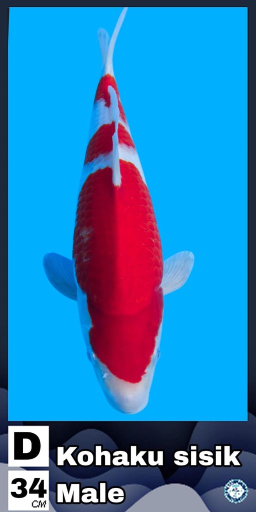 Lelang Koi Online, Jual Beli Ikan Koi, Pusat Jual Beli Koi, Info Lelang Koi Hari Ini, Platform Jual Beli Koi, Jual Beli Ikan Koi Online, Marketplace Ikan Koi, Jual Koi Terbaik, Tempat Beli Koi Berkualitas, Pasar Ikan Koi Online Terpercaya, Penjual Ikan Koi Terpercaya, Beli Koi Hias Online, Ikan Koi untuk Dijual, Koi Kualitas Terbaik, Toko Online Ikan Koi, Koi Hias Untuk Dijual, Jual Beli Ikan Koi Lokal, Koi Indonesia Online, Pusat Jual Beli Koi Terbesar