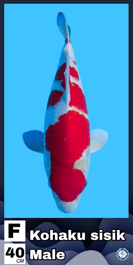 Lelang Koi Online, Jual Beli Ikan Koi, Pusat Jual Beli Koi, Info Lelang Koi Hari Ini, Platform Jual Beli Koi, Jual Beli Ikan Koi Online, Marketplace Ikan Koi, Jual Koi Terbaik, Tempat Beli Koi Berkualitas, Pasar Ikan Koi Online Terpercaya, Penjual Ikan Koi Terpercaya, Beli Koi Hias Online, Ikan Koi untuk Dijual, Koi Kualitas Terbaik, Toko Online Ikan Koi, Koi Hias Untuk Dijual, Jual Beli Ikan Koi Lokal, Koi Indonesia Online, Pusat Jual Beli Koi Terbesar